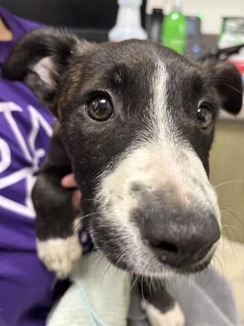 A baby medium-sized female Pit Bull Terrier dog named Molly A for adoption in Plano, TX