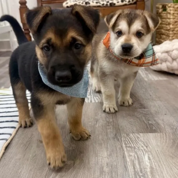A baby medium-sized male Brown / Chocolate German Shepherd Dog dog named Les Jacob Broadway for adoption in Friendswood, TX