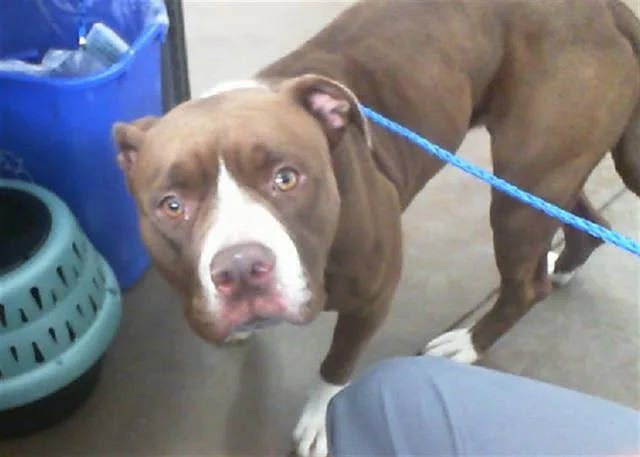 An adult medium-sized female Mixed Breed dog named Tinklebell for adoption in Dallas, TX
