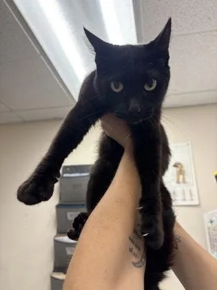 An adult medium-sized female Domestic Short Hair cat named Betty for adoption in Palm Coast, FL