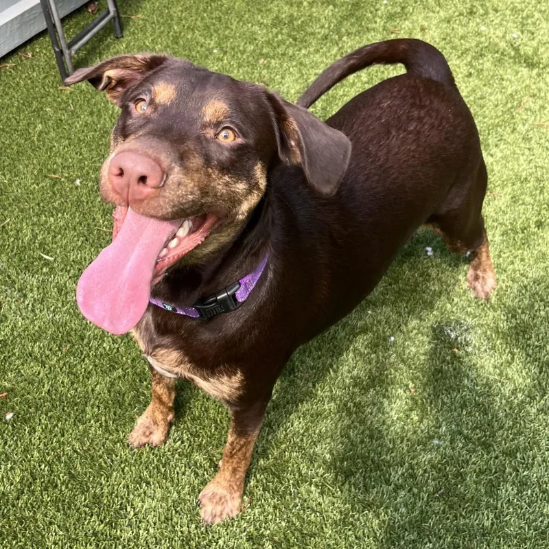 A young large-sized female Brown / Chocolate Hound dog named Reba for adoption in Troy, VA