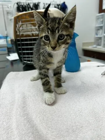 A baby medium-sized male Tabby (Brown / Chocolate) Domestic Short Hair cat named Apple Cider for adoption in Chambersburg, PA