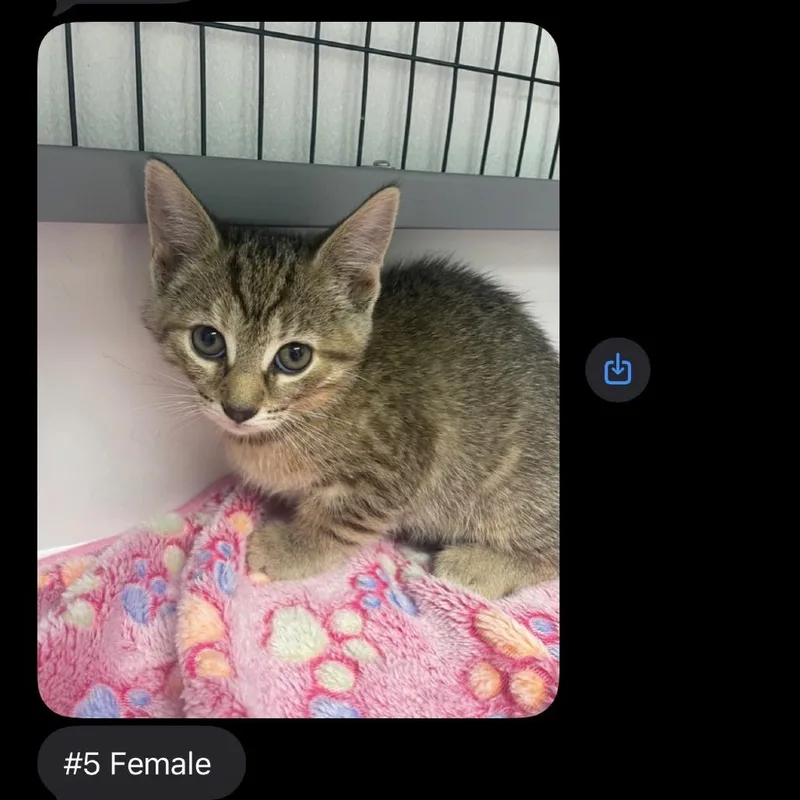 A baby small-sized female Brown / Chocolate Domestic Short Hair cat named Female  Tabby for adoption in Shelbyville, IL