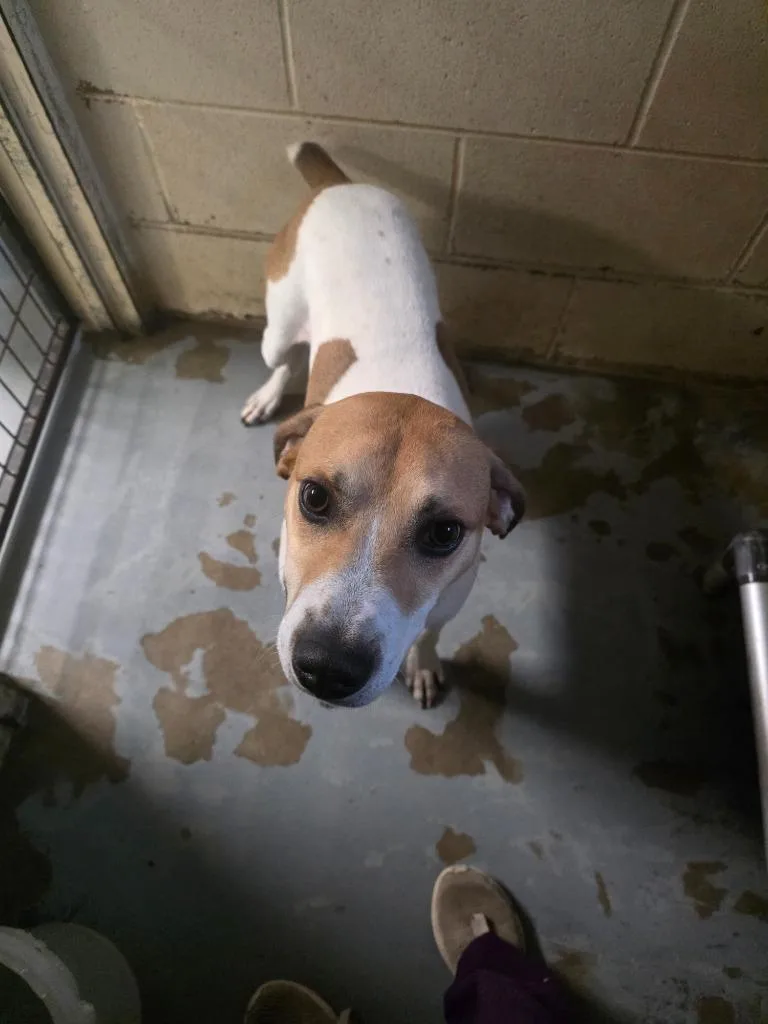 A young medium-sized male English Pointer dog named Jackson for adoption in Carthage, MO