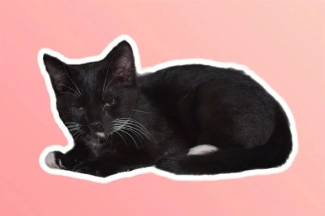 A baby small-sized male Domestic Short Hair cat named Lou for adoption in Sarasota, FL