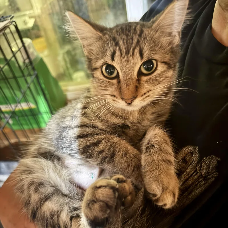 A baby small-sized female Tabby (Brown / Chocolate) Domestic Medium Hair cat named Bella for adoption in Liverpool, TX