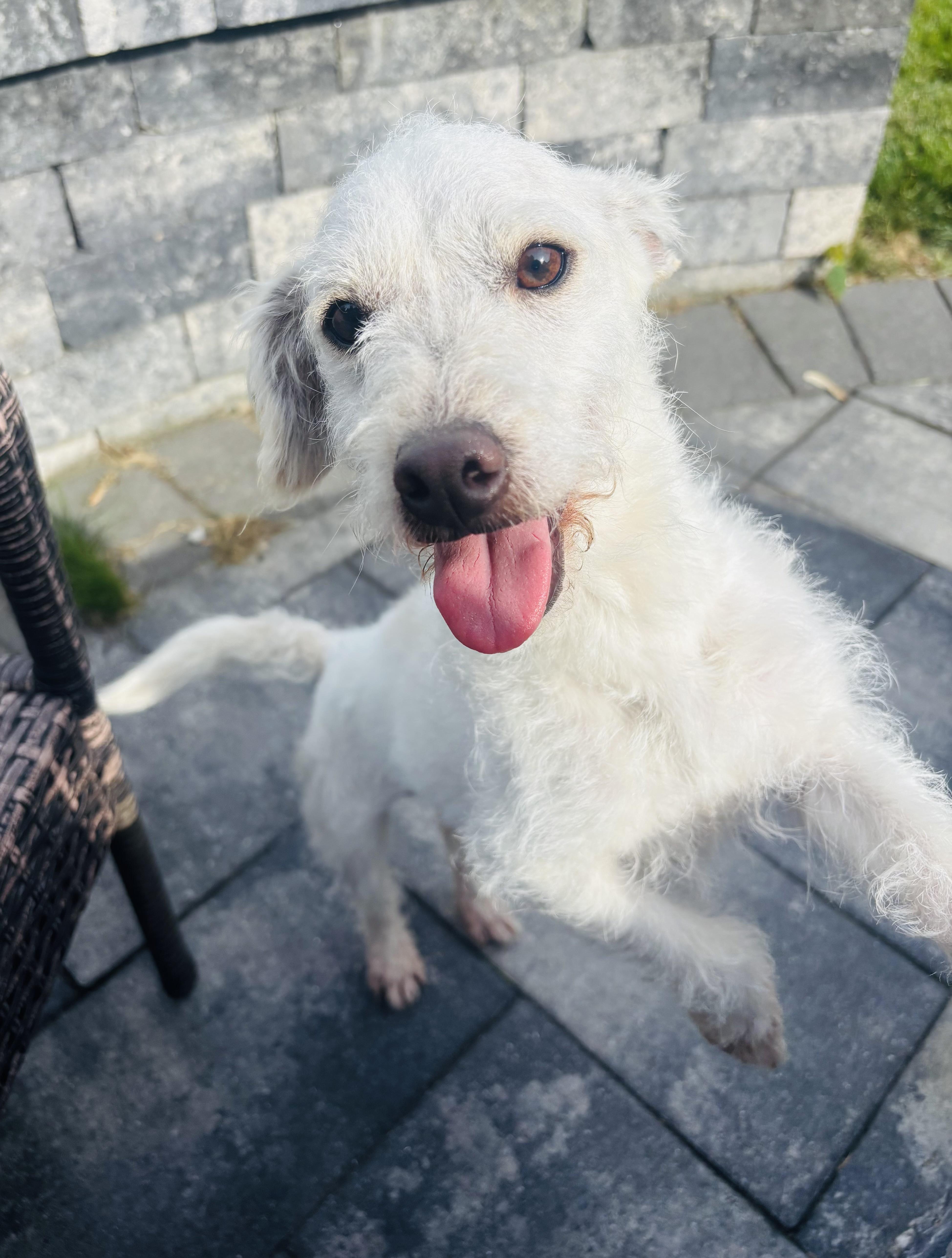 An adult small-sized male Terrier dog named Cammy for adoption in Copiague, NY