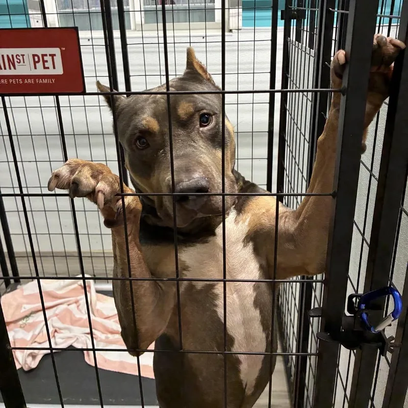 An adult large-sized male Gray / Blue / Silver Pit Bull Terrier dog named Monster Truck for adoption in St. Louis, MO