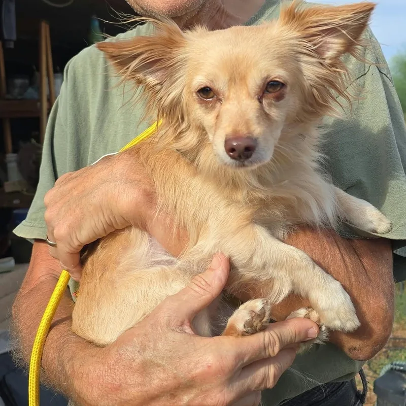 A young small-sized male Chihuahua dog named Canelo for adoption in Marana, AZ