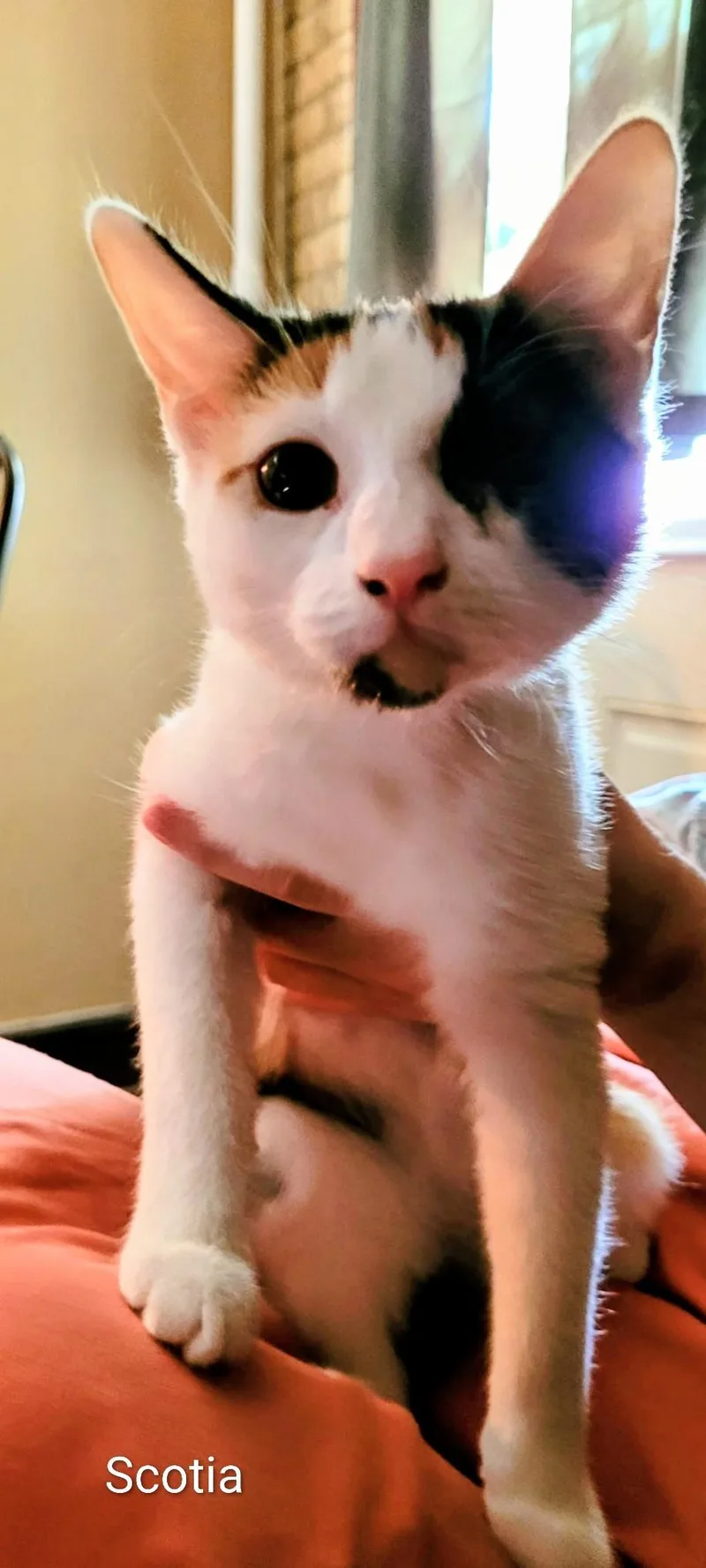 A young medium-sized female Calico cat named Scotia for adoption in Binghamton, NY