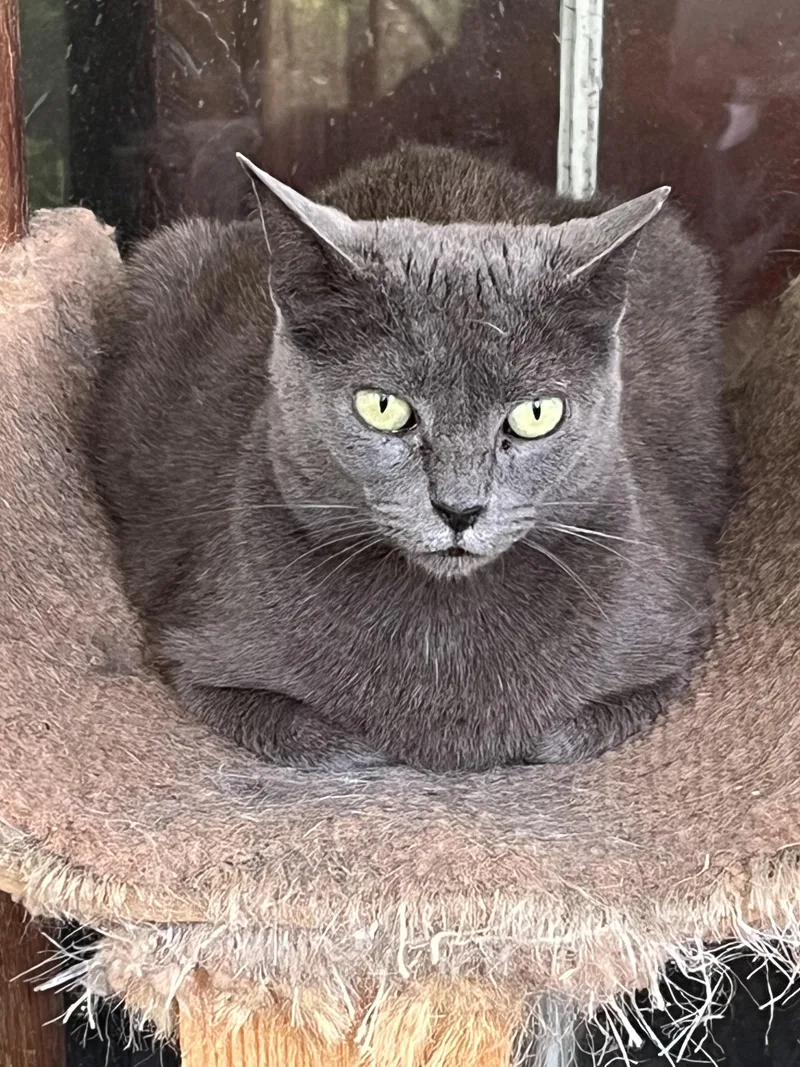A young medium-sized female Gray / Blue / Silver Russian Blue cat named Laura for adoption in Mobile, AL