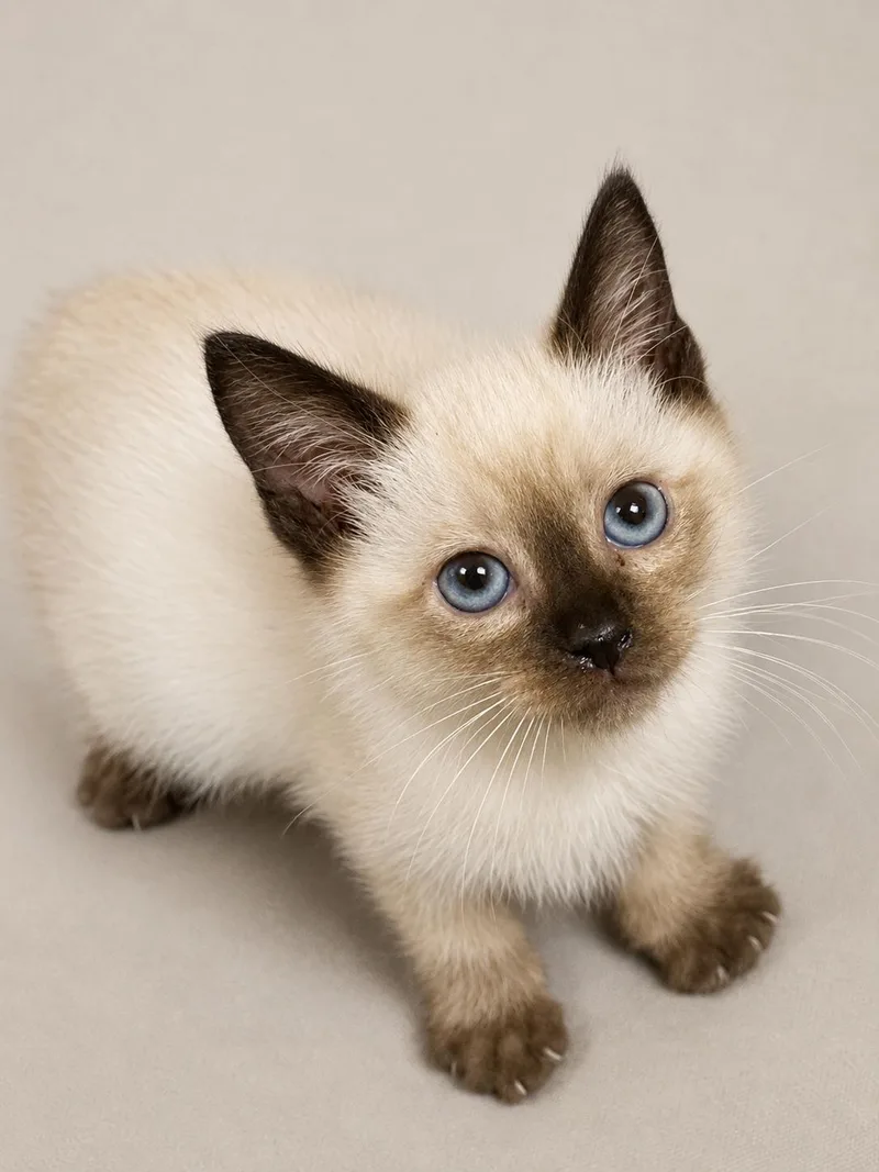Hershey