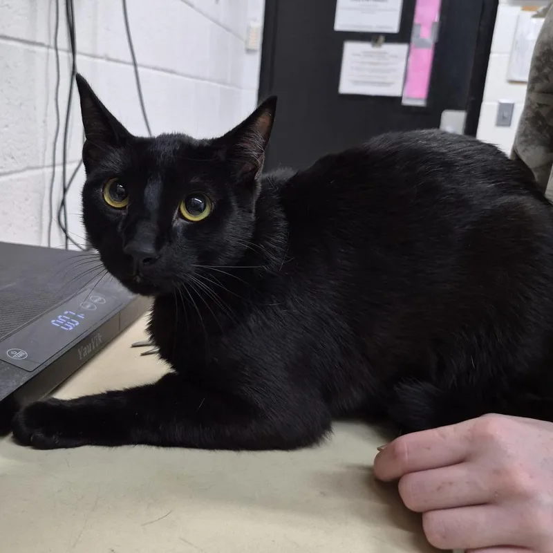 A young medium-sized male Domestic Short Hair cat named Kosmo for adoption in Ardmore, OK