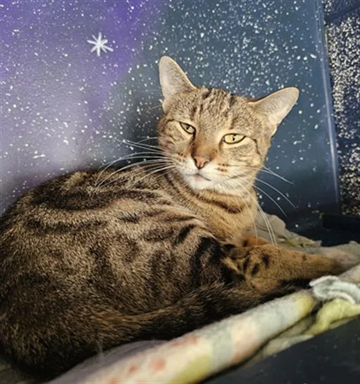 A young medium-sized female Domestic Short Hair cat named Polly for adoption in Frisco, CO