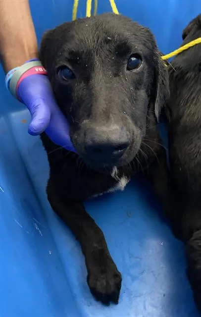 A young large-sized male Mixed Breed dog named Brodie for adoption in Dallas, TX