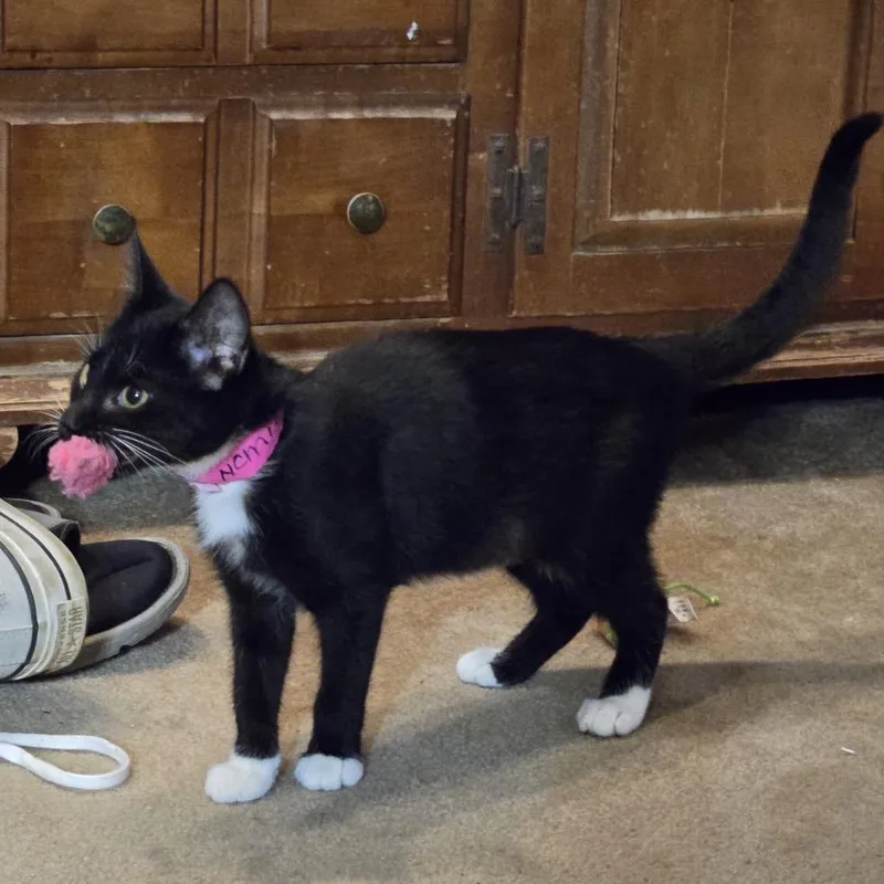 A baby small-sized male Black Domestic Short Hair cat named Mittens for adoption in Carmel, IN