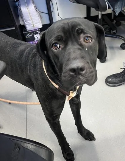 An adult large-sized female Mixed Breed dog named Dewy for adoption in West Chester, PA