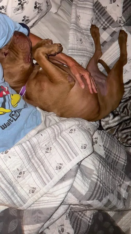 An adult medium-sized male Red / Chestnut / Orange Pit Bull Terrier dog named Bear for adoption in San Antonio, TX