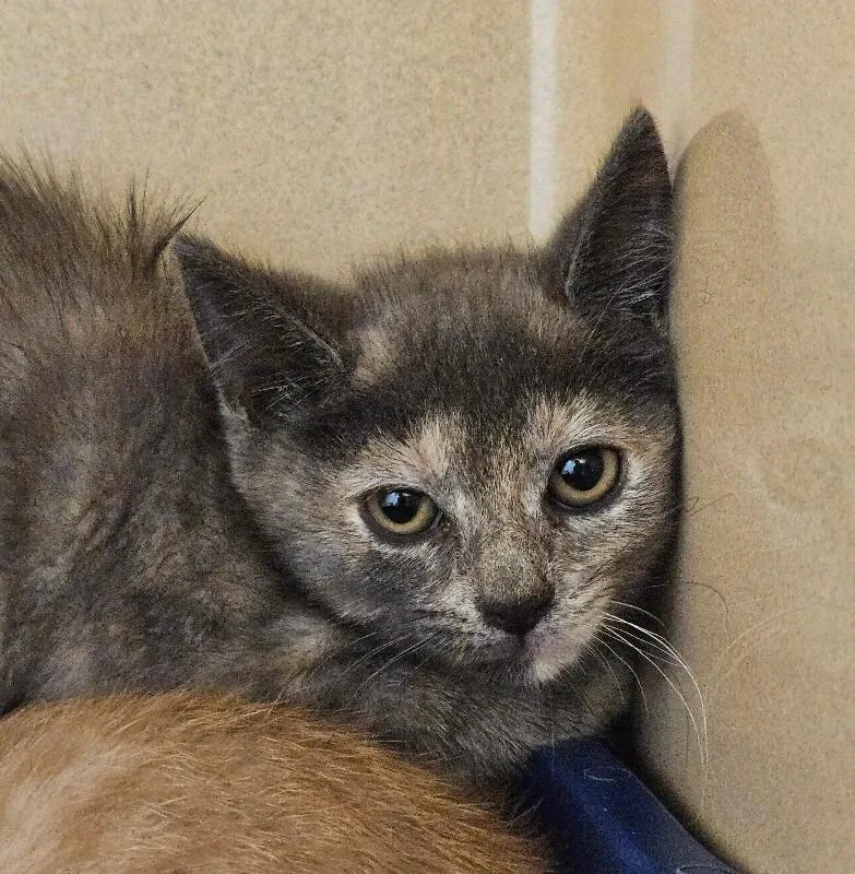 A baby small-sized female Dilute Calico Domestic Short Hair cat named Fog for adoption in Elyria, OH