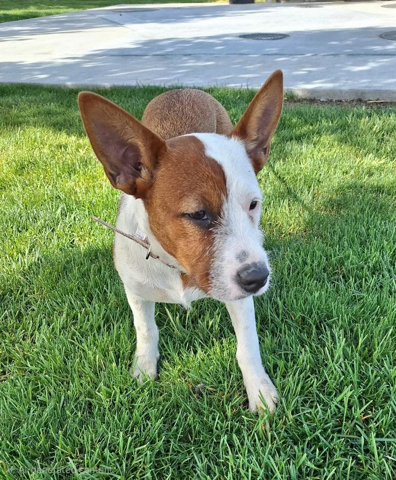A baby medium-sized female White / Cream Pointer dog named Hailly Mdt for adoption in Missouri City, TX