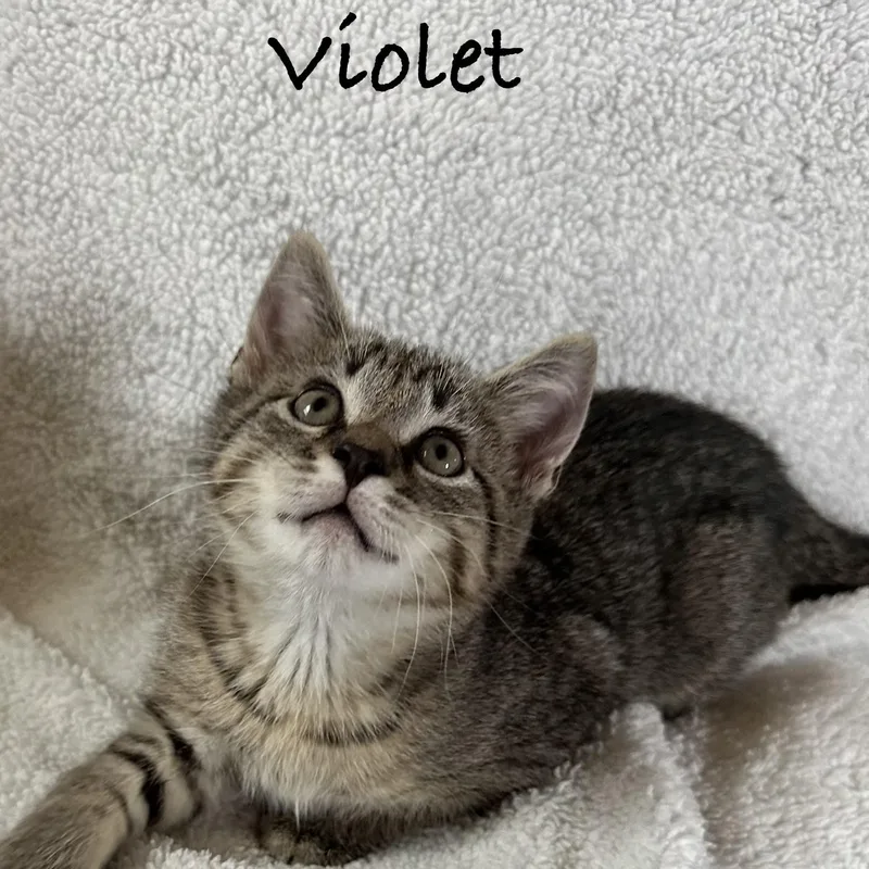 A baby medium-sized female Tabby (Tiger Striped) Domestic Short Hair cat named Violet for adoption in Maple Shade, NJ