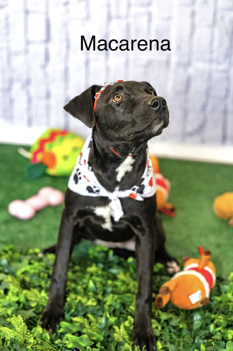 A young medium-sized female Black Labrador Retriever dog named Macarena for adoption in Allen, TX