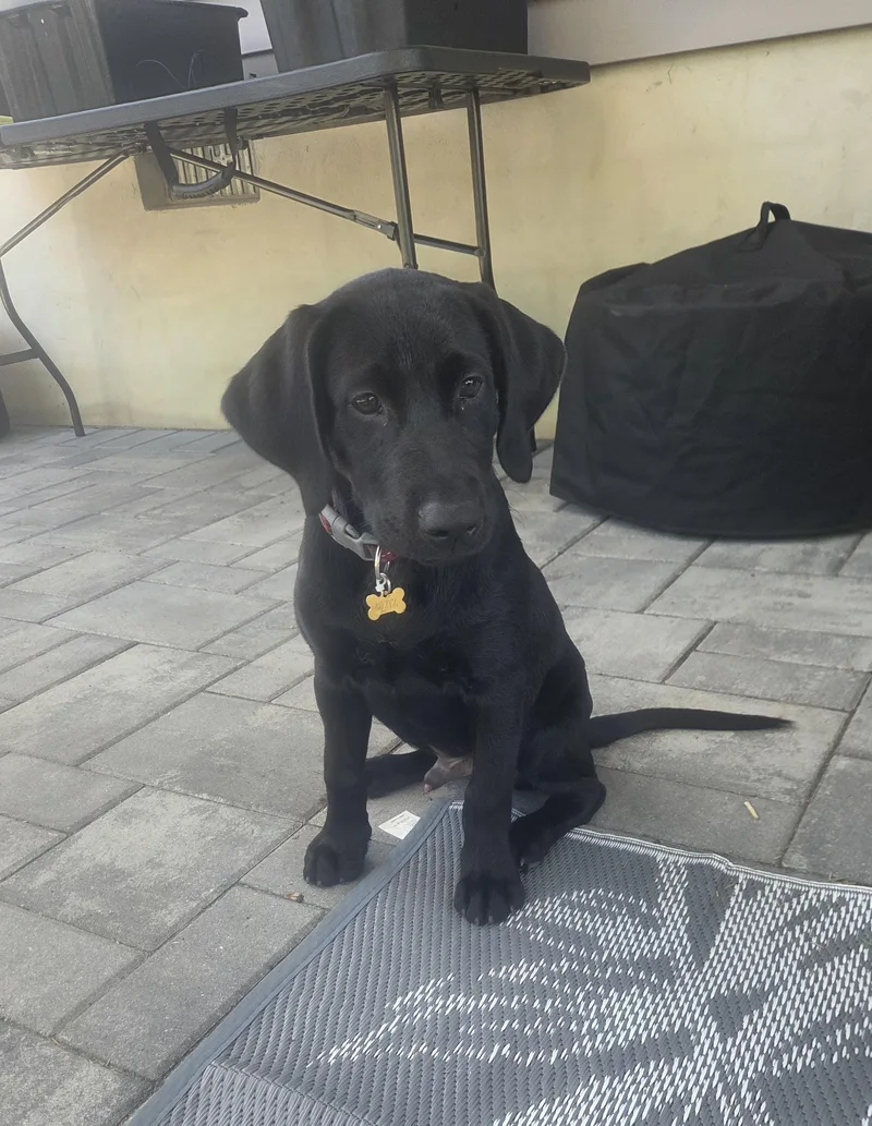 A baby extra large-sized male Black Labrador Retriever dog named Boss for adoption in East Brunswick, NJ