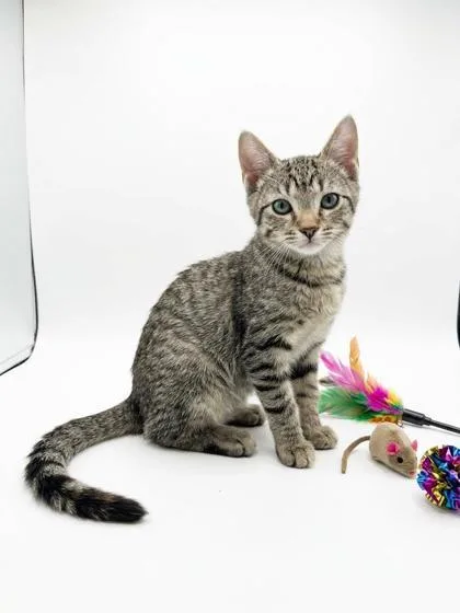 A baby small-sized female Domestic Short Hair cat named Jay for adoption in Cumming, GA