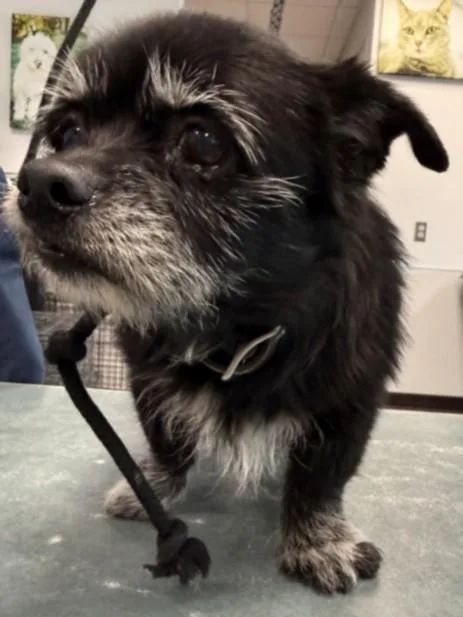 A senior small-sized male Shih Tzu dog named Roscoe for adoption in Chatsworth, CA