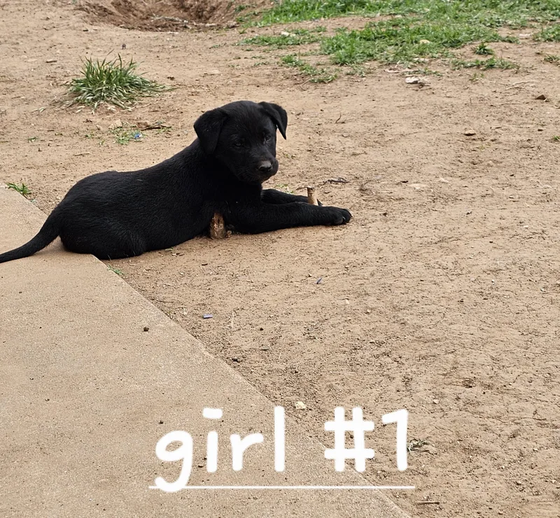 A baby medium-sized female Black Australian Cattle Dog / Blue Heeler dog named Lex for adoption in Cleveland, OK
