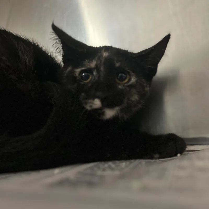 Watermelon Sugar thumbnail 2