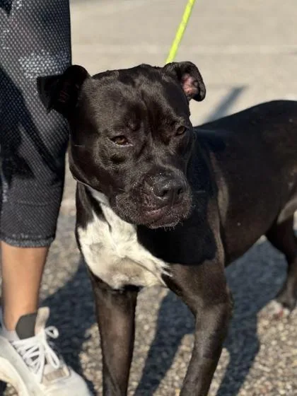 An adult medium-sized female Boxer dog named Madeleine for adoption in El Paso, TX