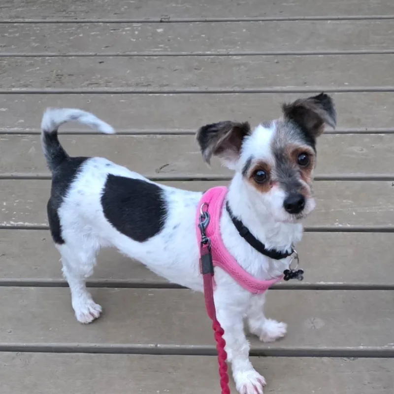 A young small-sized male White / Cream Terrier dog named Oliver for adoption in Fairfax Station, VA