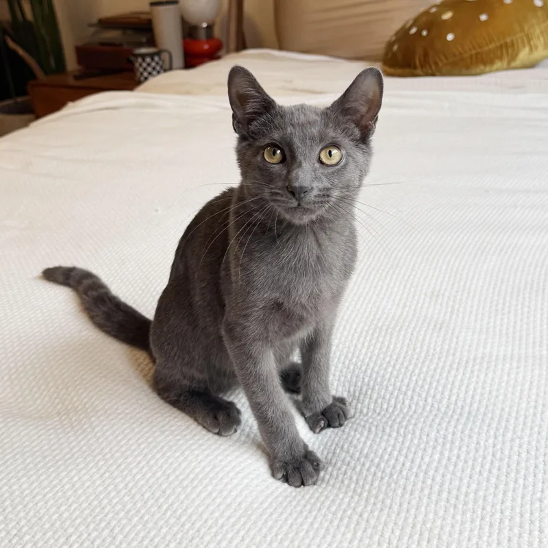 A baby medium-sized male Gray / Blue / Silver Domestic Short Hair cat named Buoy for adoption in BROOKLYN, NY