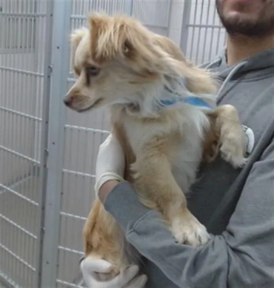 A young small-sized male Chihuahua dog named Melvin for adoption in Salinas, CA