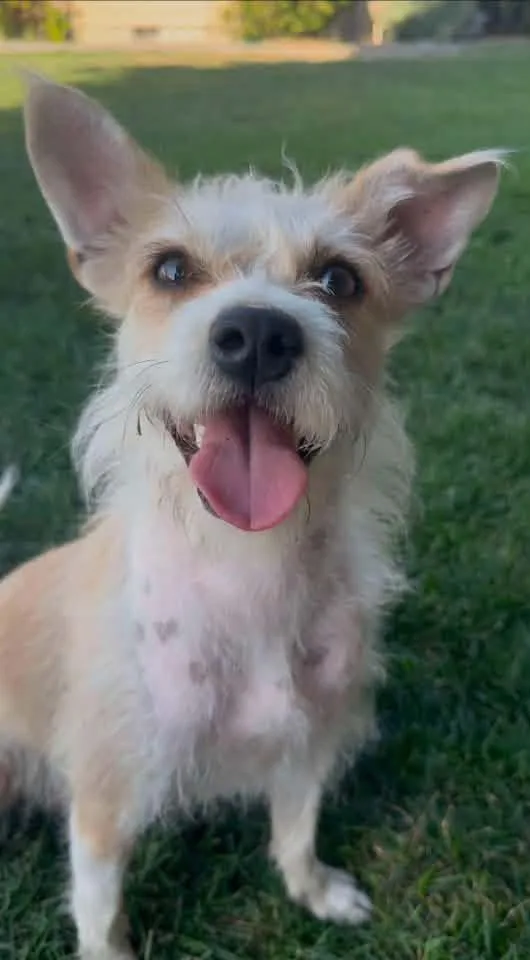 A young medium-sized female Parson Russell Terrier dog named Sandy for adoption in West Richland, WA