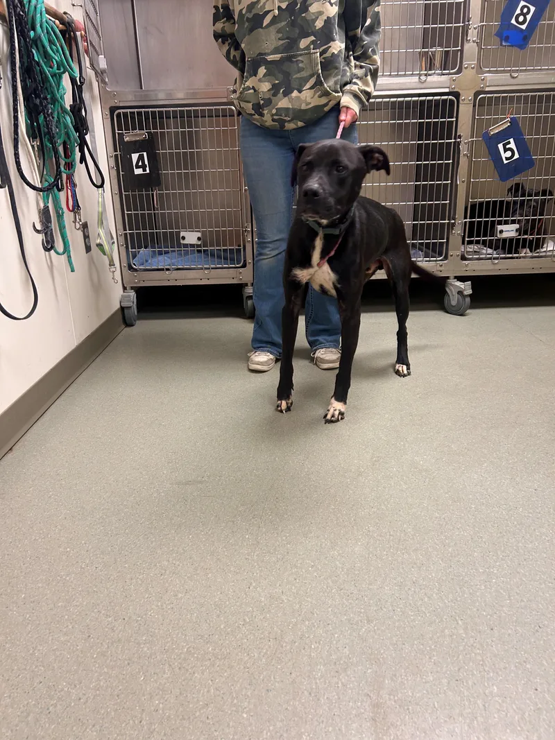 An adult large-sized male Black Labrador Retriever dog named "saint" for adoption in Leavenworth, KS