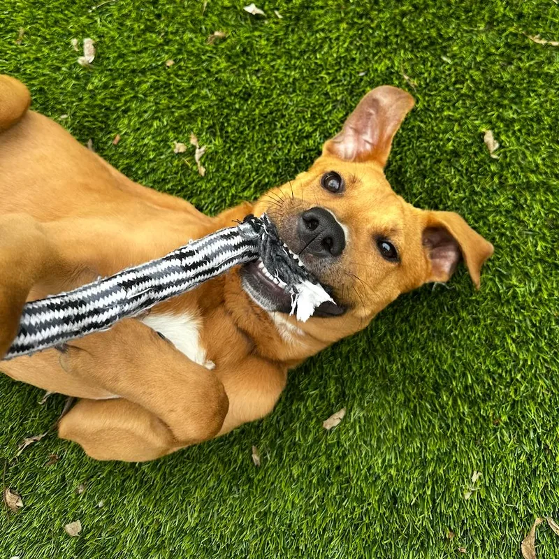 Scout D Arriving thumbnail 3