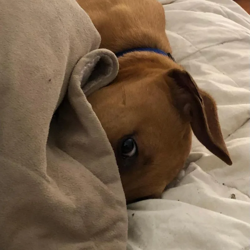 Scout D Arriving thumbnail 4