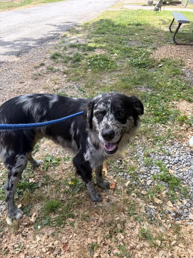 An adult large-sized male Australian Shepherd dog named Merle for adoption in Lawrenceburg, TN