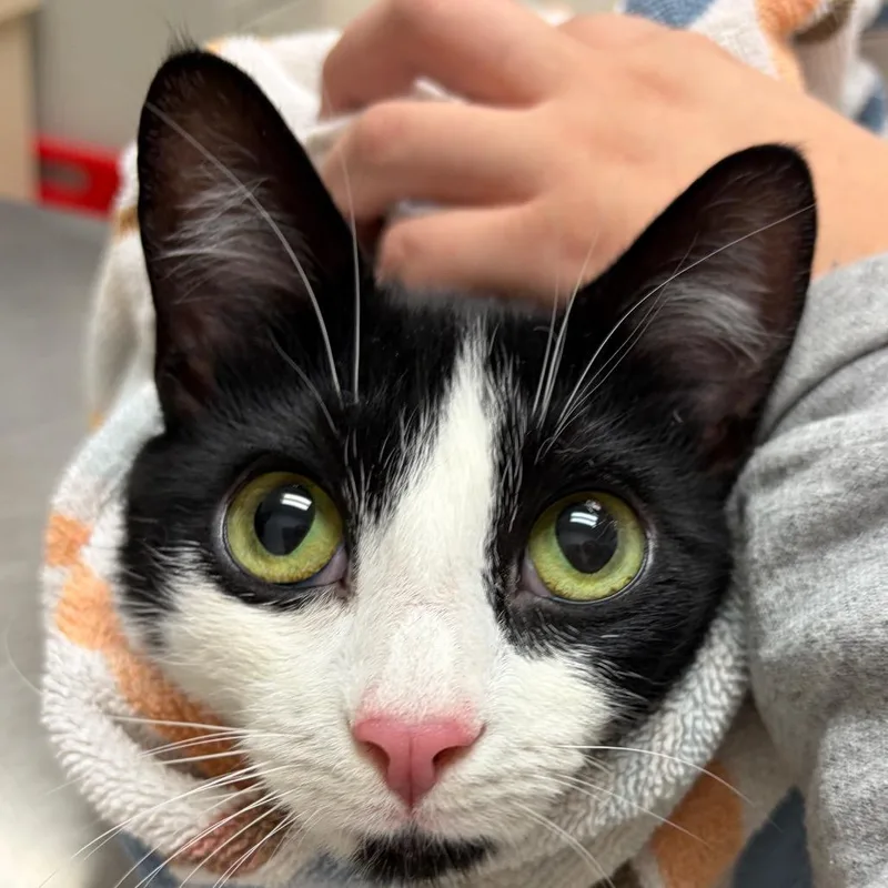 A young medium-sized female Black Domestic Short Hair cat named Ruby Jean for adoption in Murray, UT