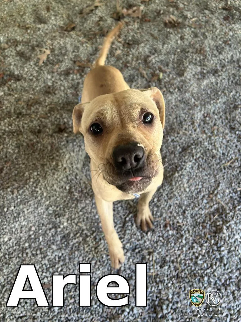 A young medium-sized female Pit Bull Terrier dog named Ariel for adoption in Rocky Mount, NC