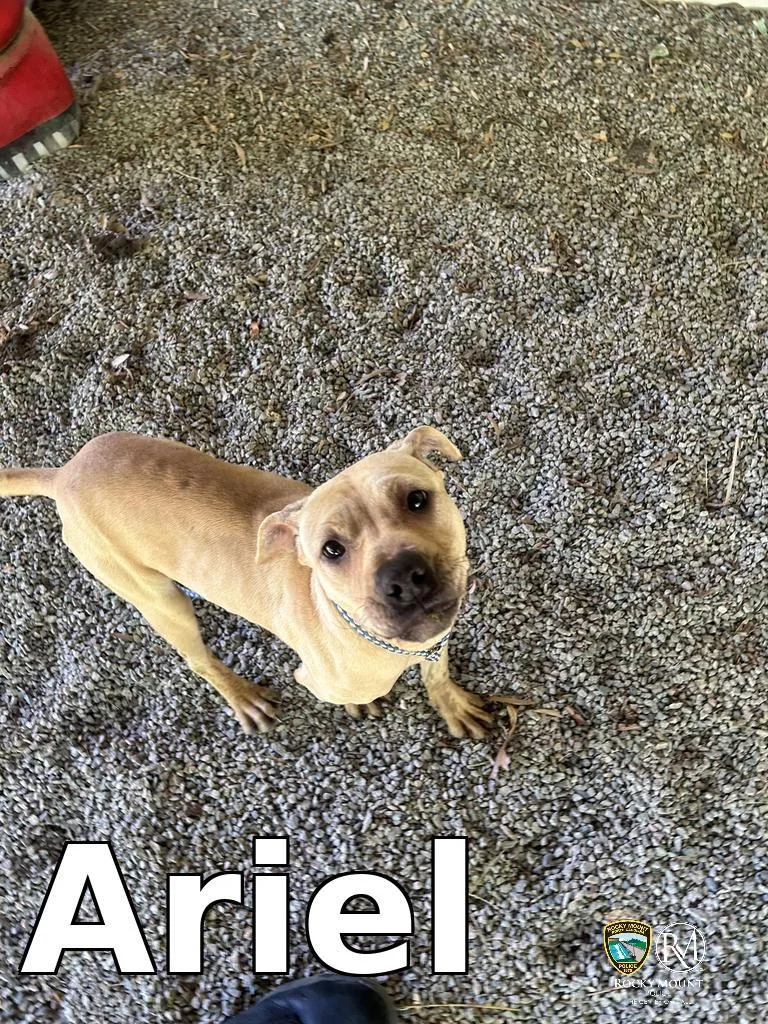 Ariel thumbnail 2