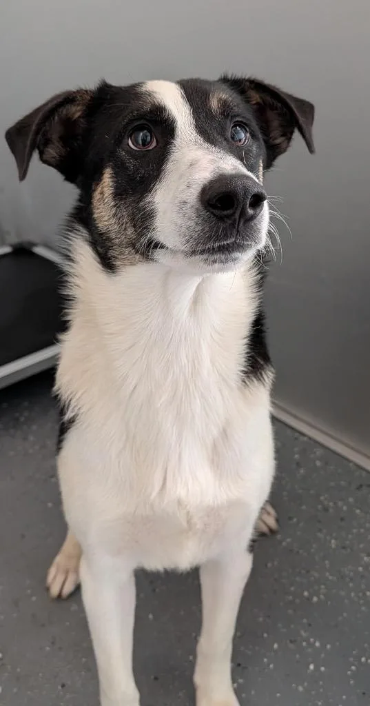 Pip