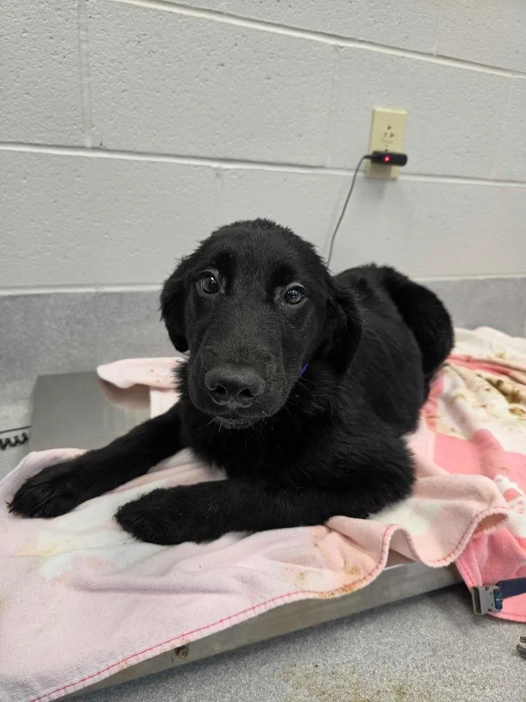 A baby large-sized female Labrador Retriever dog named Night for adoption in Chillicothe, OH