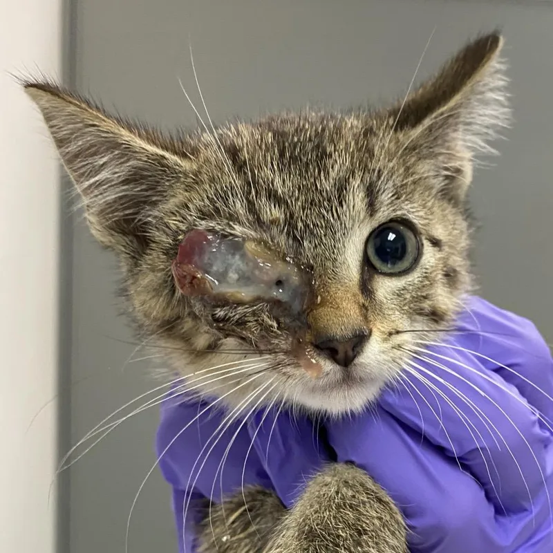 A baby small-sized male Domestic Short Hair cat named Cyborg for adoption in Charleston, WV