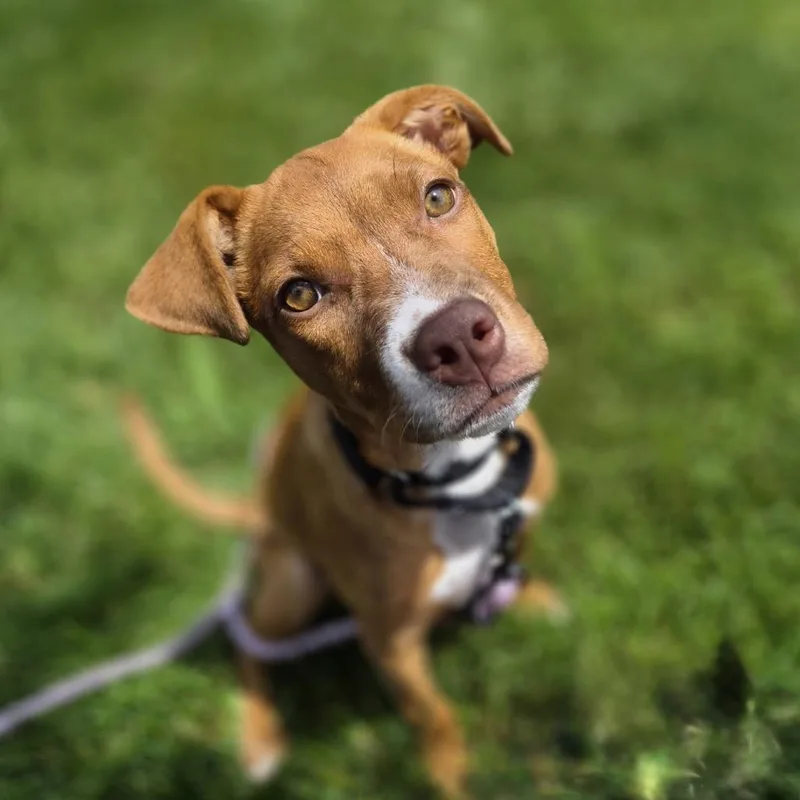 A baby small-sized female Red / Chestnut / Orange Mixed Breed dog named Mochi for adoption in Woodstock, IL