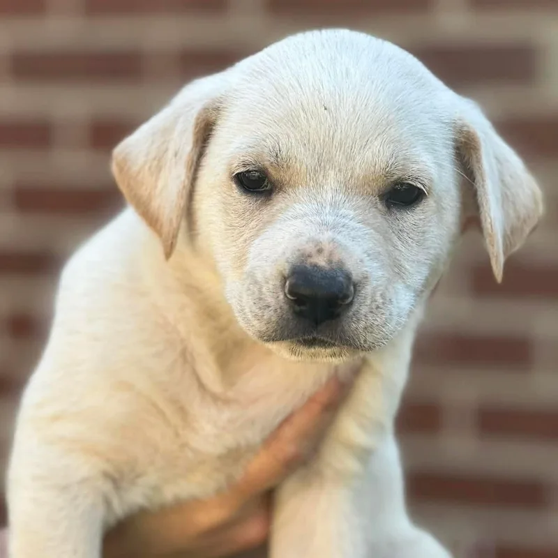 A baby medium-sized female Mixed Breed dog named Mercury for adoption in Albany, NY