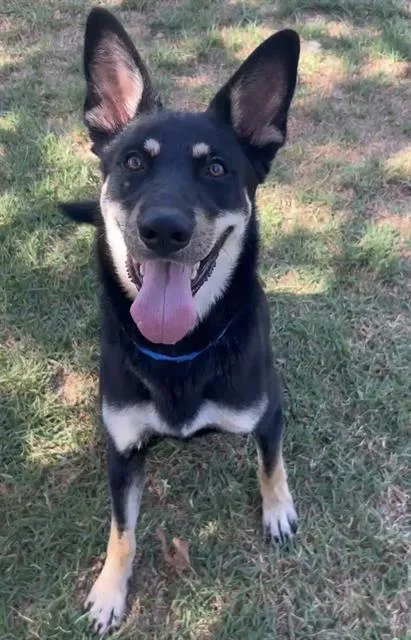 A young small-sized male Shepherd dog named Atticus for adoption in Riverside, CA