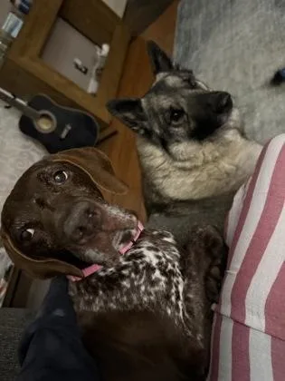 An adult medium-sized female German Shorthaired Pointer dog named Mandy for adoption in West Chester, PA